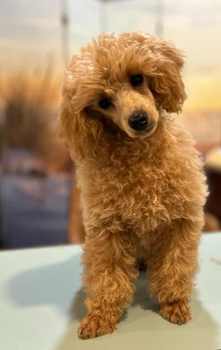 Hugo